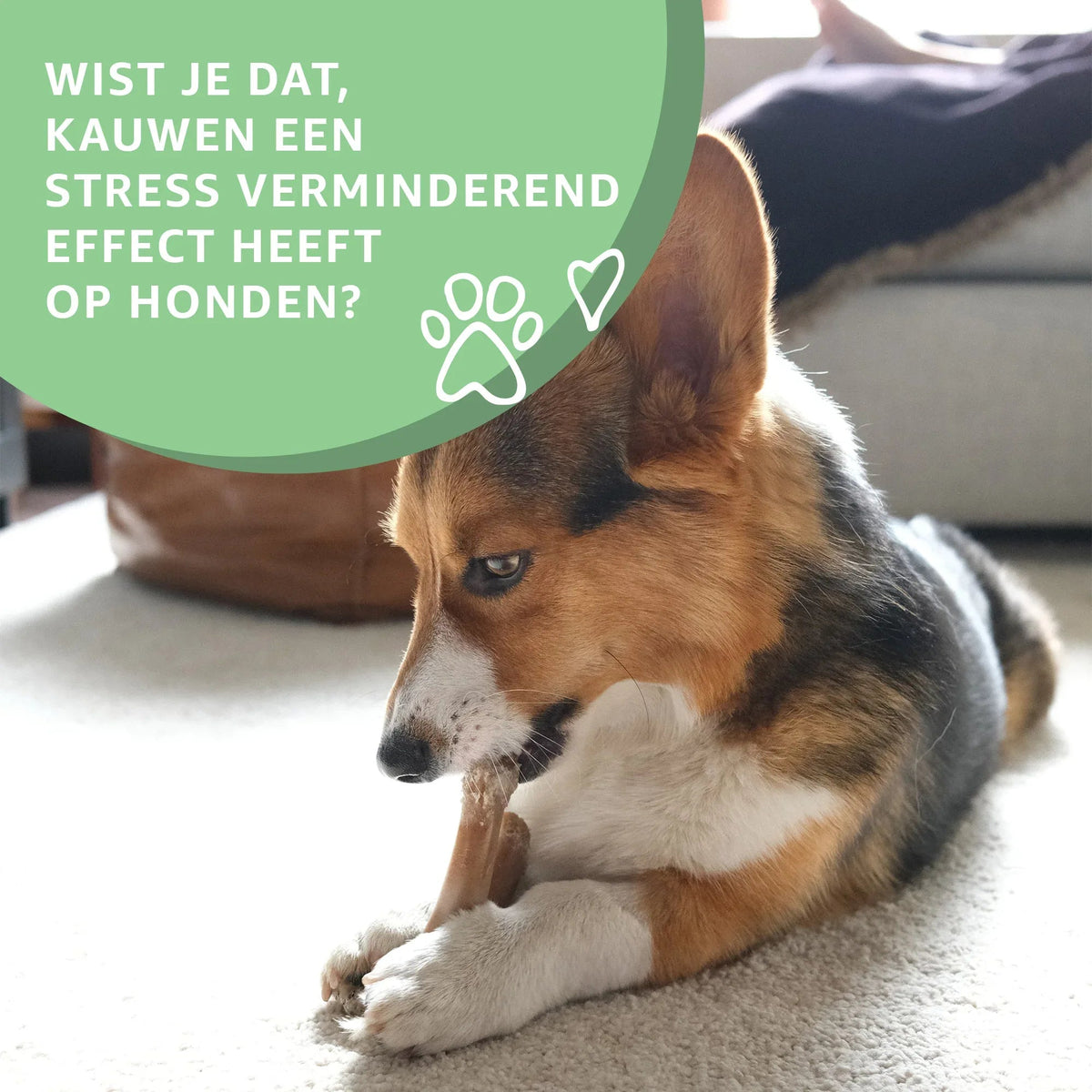 Konijnenoren met vacht